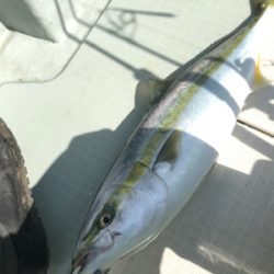 ジギングリベンジ