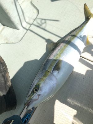 ジギングリベンジ