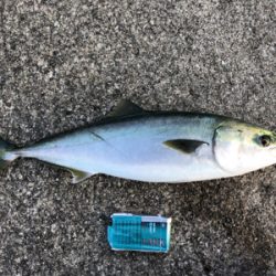 久しぶりにメジロ