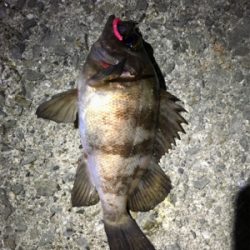 ベイトフィネスメバル