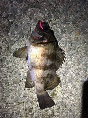 ベイトフィネスメバル