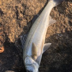 3連続ヴァウズ免れた〜