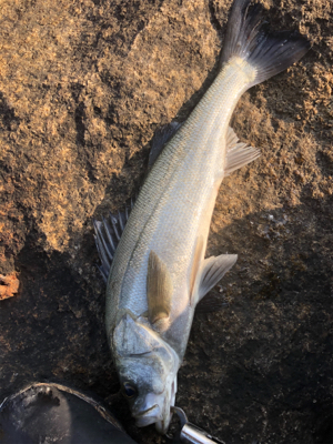 3連続ヴァウズ免れた〜