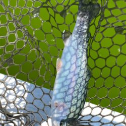 エリアトラウト