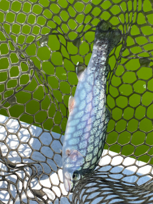 エリアトラウト