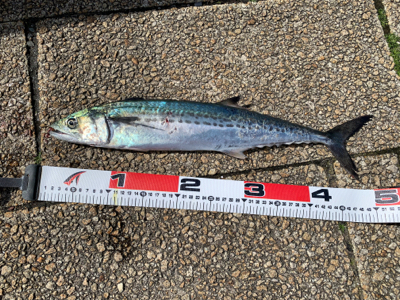 暴風ショアジギ