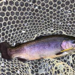 ジョイバレー!!