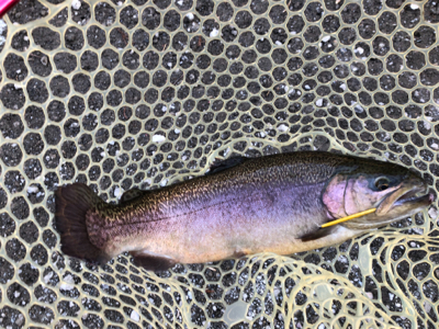 ジョイバレー！！