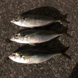 いつものアジング