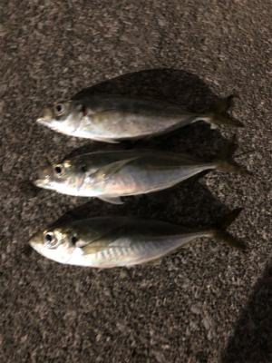 いつものアジング