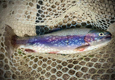 岸和田フィッシングパーク　エリアトラウト