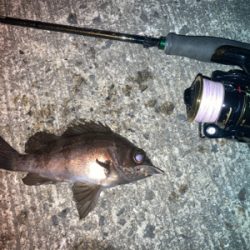 メバルプラッギング