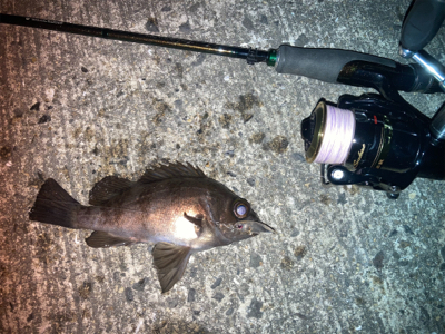 メバルプラッギング