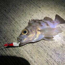 メバリング爆釣！！！