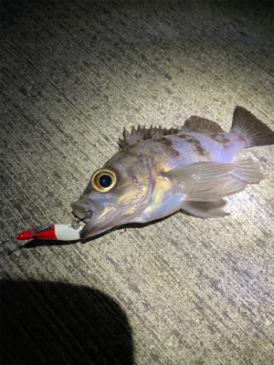 メバリング爆釣！！！