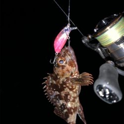 メ・・、ガシラ狙いだったよ！最初っから