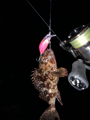 メ・・、ガシラ狙いだったよ！最初っから