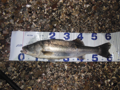 怒涛の3連続ヒット！