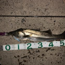 荒川上流域 シーバス