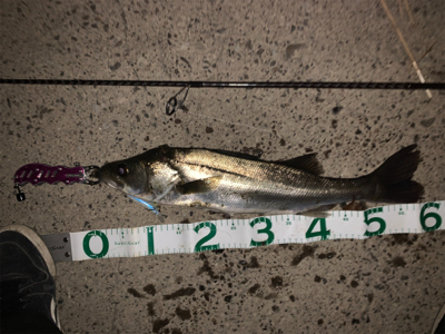 荒川上流域　シーバス