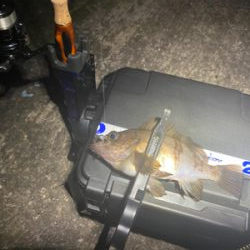 メバルはいっぱいいます。