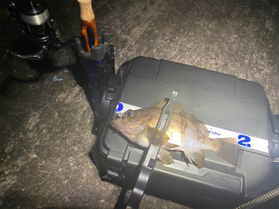 メバルはいっぱいいます。