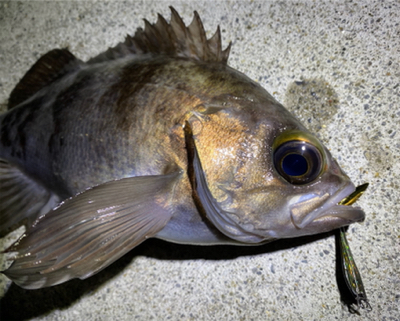 満月メバリング