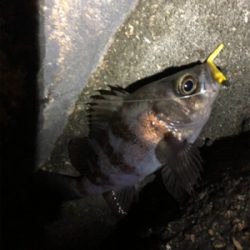 メバルとガシラ