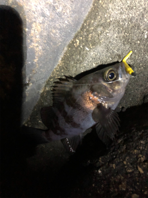 メバルとガシラ