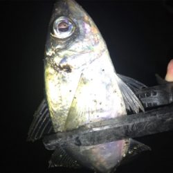 極寒爆風アジング