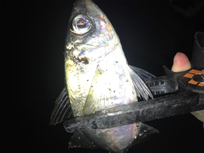 極寒爆風アジング