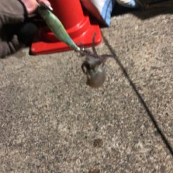 エギング 初ミミイカ