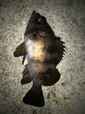 2021ライトゲーム第5戦