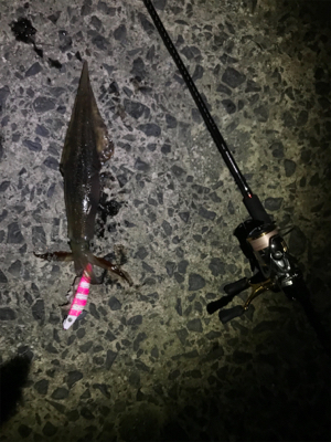 初ヤリイカゲット