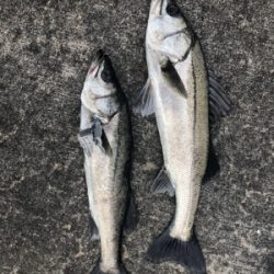 満潮よりアタリ出だしました