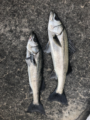 満潮よりアタリ出だしました