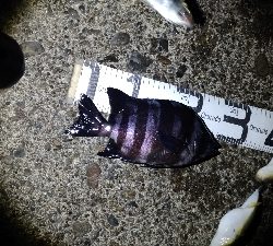 2/7釣果デカメバルサンバソウデカアジ豆アジ