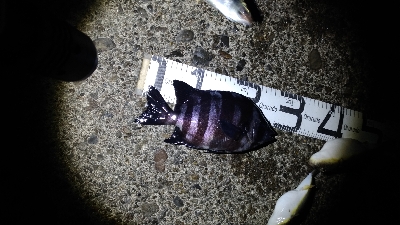 2/7釣果デカメバルサンバソウデカアジ豆アジ