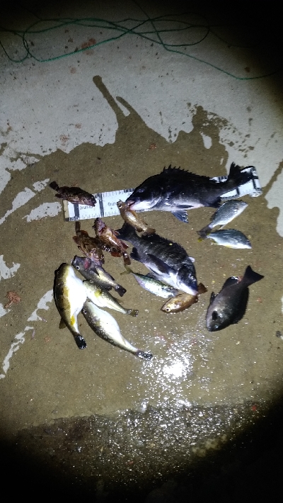 2/14釣果チヌグレガシラアジ