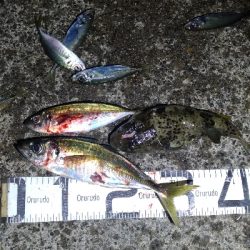 2/21釣果尺アジ33センチ