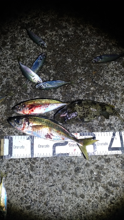 2/21釣果尺アジ33センチ