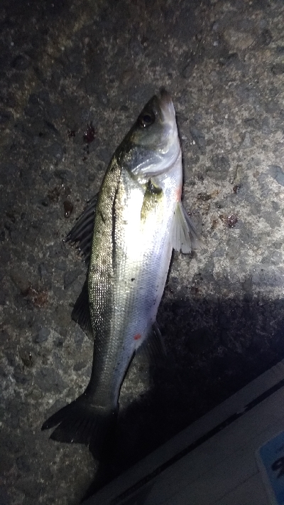 エビ撒きで初めてのハネ！