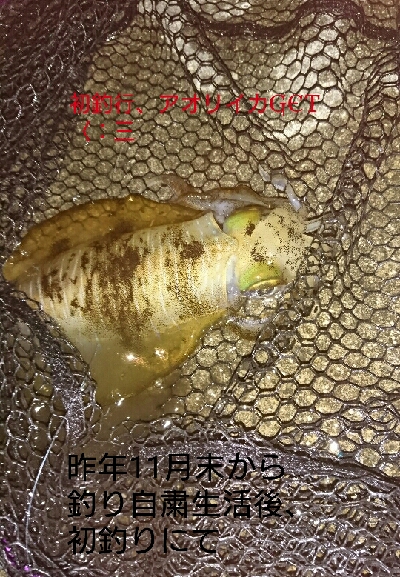 去年12月以来の初釣りでアオリイカGET！…