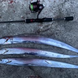 太刀魚釣れます。