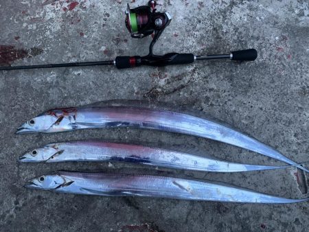 太刀魚釣れます。