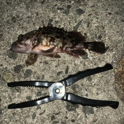 漁港ワーム炸裂