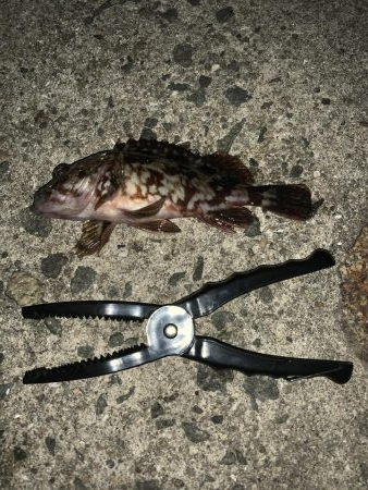 漁港ワーム炸裂