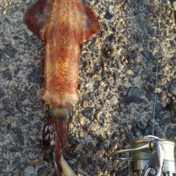 あ、花粉が？？