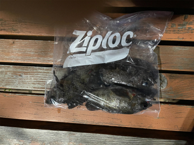 満月とタヌキとメバリング