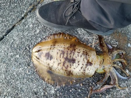 仕事終わりにエギング